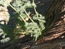 Prosopis pallida – dřevina z čeledi bobovitých (Fabaceae), pocházející  z Jižní Ameriky, se značně rozšířila  v sušších oblastech Havajských ostrovů. V důsledku invaze došlo k podstatnému omezení výskytu původních dřevin a vznikly rozsáhlé porosty s výraznou dominancí P. pallida. Foto M. Hejda
