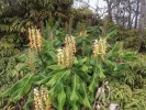 Dekorativní rostlina Hedychium gardnerianum (zázvorovité – Zingiberaceae)  pocházející z jižní  a jihovýchodní Asie je často pěstována  v tropických  a subtropických  zahradách. Na Havaj­ském souostroví  ale představuje velmi obtížný invazní druh,  vytvářející husté  neprůchodné porosty s minimální účastí  původních druhů.  V kontextu tohoto  souostroví jde o invazi s rozsáhlými a dlouhodobými následky,  navíc nelze očekávat, že se zde podaří  H. gardnerianum  odstranit.  Foto M. Hejda