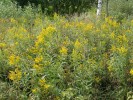 Zlatobýl obrovský (Solidago gigantea) pochází ze severovýchodních oblastí USA a jihovýchodní Kanady. Do Evropy byl přivezen a vysazen úmyslně jako okrasná rostlina. Začal se ale spontánně šířit a v dnešní době patří, spolu s velmi podobným druhem zlatobýlem kanadským (S. canadensis), k běžným invazním druhům. Oba tyto severoamerické zlatobýly najdeme nejčastěji na zanedbaných loukách s nedostatečnou frekvencí kosení či pastvy, i naopak na místech nedávno silně narušených stavebními pracemi nebo těžbou. Foto M. Hejda