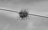 Tillandsia capillaris. Tilandsie dokážou růst nejen na stromech, ale i na drátech elektrického vedení. V tropických a subtropických oblastech jejich porosty často zatěžují síť tak, že je specializovaní pracovníci systematicky shazují.  La Paz, Bolívie. Foto T. Urfus