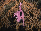 Vějířovité kolonie rohovitek (korálnatci – Anthozoa) sahají do volného prostoru, aby se jejich polypi snadněji dostali k zooplanktonní kořisti. Tím se stávají ideálním podkladem i pro jiné filtrátory. Někteří fungují jako „prostoroví paraziti“ – zmocní se kostry kolonie a rohovitku zahubí, aby zaujali její místo. Sumka z čeledi Didemnidae na rohovitce  Melithaea sinaica z Rudého moře. Foto A. Petrusek 