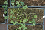 Experiment s jetelem plazivým (Trifolium repens). Klonální potomek jetele po zhruba dvou měsících nerušeného růstu od přesazení. Foto V. Latzel