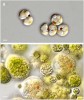 Chromeridní řasy korálnatka ukrytá (Chromera velia, obr. a) a skleněnka zelno­tvará (Vitrella brassicaformis, b) v optickém mikroskopu. Nepohyblivé vegetativní buňky korálnatky měří 5–7 μm v průměru, sporangia skleněnky až 30 μm. Zelená autosporangia obsahují desítky autospor, nezelená zoosporangia s oranžovým tělískem desítky zoospor. Měřítko 2 μm. Foto D. Modrý