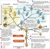 Schéma evoluce chrompodelidů a výtrusovců. Ve fylogenetickém stromě jsou vyznačeny důležité ztráty a akvizice genů a struktur, včetně ztráty fotosyntézy a samotného plastidu. Orig. M. Oborník