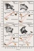 Diagram potravní preference dominantních druhů šelem zjištěné  na základě poměru izotopů uhlíku a dusíku (δ13C, δ15N) z jejich fosilních pozůstatků ze španělské spodnopleistocenní lokality Venta Micena. Upraveno podle různých zdrojů. Orig. M. Chumchalová