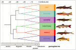 Fylogenetická analýza odhalila 6 hlavních linií v rámci čeledi Nemacheilidae, pojmenovaných podle jejich geografického rozšíření (viz obr. 14). Obrázky ryb znázorňují zástupce jednotlivých kladů (shora dolů): mřenka Schistura puncticeps – jižní klad, mřenka Paracanthocobitis pictilis – barmský klad, mřenka jávská (Nemacheilus chrysolaimos) – sundský klad, mřenka Jersinova (Schistura yersini) – indočínský klad, mřenice brahmaputerská (Triplophysa stenura) – severní klad a mřenka protažená (Traccatichthys taeniatus) – východní klad. Upraveno podle: V. Šlechtová a kol. (2025)