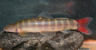 Příklady variability vybraných zástupců čeledi Nemacheilidae. Mřenka Jersinova (Schistura yersini) z řek Dong Nai a Srepok ve Vietnamu. Foto J. Bohlen a V. Šlechtová