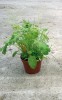 Epigeneticky variabilní populace huseníčku rolního lépe odolává pronikání starčku obecného (Senecio vulgaris) a lipnice roční (Poa annua) do porostu než epigeneticky homogenní populace. Foto V. Latzel