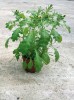 Epigeneticky variabilní populace huseníčku rolního lépe odolává pronikání starčku obecného (Senecio vulgaris) a lipnice roční (Poa annua) do porostu než epigeneticky homogenní populace. Foto V. Latzel