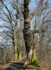 Kmeny starých stromů, jejich dutiny a prostory pod odchlíplou kůrou jsou u nás přirozeným biotopem jinak spíše synantropní snovačky pokoutní. Foto O. Machač