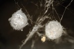 Snovačky chrání snůšku vajíček speciálními vlákny produkovanými tubuliformními snovacími žlázami. Jedna samice může mít za život několik snůšek. Foto R. Šich