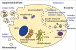 Vznik extracelulárních váčků.  Apoptotická tělíska vznikají rozpadem buňky programovanou buněčnou smrtí a obsahují fragmenty buněk včetně  organel. Mikrovezikuly se tvoří pučením membrány buněk do vnějšího prostoru, zatímco exozomy vylitím obsahu  multivezikulárního tělíska (jeho vnitřních váčků) ven z buňky. Orig. H. Kupcová Skalníková