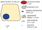 Zatímco průměrná velikost živočišných buněk bývá 10–20 μm, buňky  kvasinek a bakterií dosahují většinou jednotek mikrometrů. Z extracelulárních váčků jsou největší apoptotická tělíska, která se velikostí podobají bakteriím a kvasinkám. Mikrovezikuly mají  velikost stovek nanometrů, exozomy  pak pouhých desítek nanometrů. Orig. H. Kupcová Skalníková