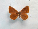 Modrásek bahenní (Phengaris nausithous). Foto Z. Fric