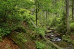 Tok Moravice prořezávající pod Slezskou cestou čelní morénu karu. Foto L. Bureš