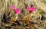 Před několika lety byla ve Velké a v Pradědově kotlině vysazena  himálajská prvosenka růžová  (Primula rosea). V odborném tisku  proběhla diskuze, která vysazení ostře odsoudila, ale atraktivní nepůvodní  skalnička tu roste vesele dál.  Rybízový potok (2013). Foto L. Bureš