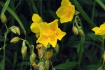 Vápnomilný devaterník velkokvětý (Helianthemum grandiflorum) roste ve Velké kotlině na ně­ko­lika místech a představuje nejbohatší populaci tohoto druhu v České republice. Foto L. Bureš