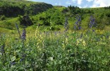 První botanici zde žasli nejen nad druhy rostlin, jinde ve Slezsku neznámými, ale jistě i nad některými společenstvy. Vysokobylinná niva ve střední části karu, asociace Laserpitio archangelicae-Dactylidetum glomeratae, je endemickou  fytocenózou Vysokých Sudet. Foto L. Bureš