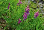 Kopyšník tmavý (Hedysarum hedysaroides) má v současnosti v České repub­lice pouze dvě lokality – Velkou kotlinu a Čertovu zahrádku v Krkonoších. Foto L. Bureš