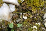 Hávnatka žilnatá (Peltigera venosa) byla podle literárních údajů kdysi v České republice hojná. Vitáskova rokle je v současnosti posledním místem,  kde na našem území přežívá. Foto J. Halda
