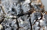 Uzavřené plodnice (do 100 μm v průměru) bradavnice Collemopsidium angermannicum zůstávají částečně zanořené ve stélce. Horní buňka výtrusů je větší než dolní. Tento mikrolišejník roste na kapavé fylitové skále v Grabovského žlebu. Foto J. Halda