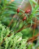 Psízubec štíhlý (Cynodontium gracilescens), mech rostoucí na travnatých stráních pod borůvčím nebo na humusu na balvanech v horách. Dříve se  vyskytoval na více lokalitách v Hrubém Jeseníku, v poslední době je doložen pouze z Velké kotliny. Foto Š. Koval 