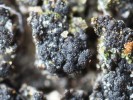 Z povrchu stélky lišejky hroznovité (Porocyphus coccodes) vyrůstají krátké prstovité výrůstky, uzavřené tmavohnědé bradavčité plodnice mají 1–1,5 mm v průměru. Lišejník roste na silikátových nebo mírně bazických periodicky zaplavovaných místech. Z ČR je znám ze čtyř  lokalit, v Jeseníkách jen z Velké kotliny. Foto J. Halda
