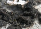 Huspeník přilepený (Collema glebulentum) tvoří zelenočerné růžice v průměru 3 cm velké. Z jejich povrchu vyrůstají kulovité izidie (útvar nepohlavního rozmnožování, z něhož vyrůstá další stélka). Tento arktoalpínský druh roste ve skalních štěrbinách pod převisy fylitových skal ve spodní části Vitáskovy rokle. Foto J. Halda