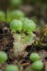 Mozolka štíhlá (Mannia gracilis) je jednou z našich nejvzácnějších a nejohroženějších játrovek. Roste na vlhké hlíně ve skulinách neutrálních až bazických skal. Ve Velké kotlině byla nalezena v r. 2001 po více než 100 letech. V České republice je historicky známa jen ze tří lokalit a v současné době se prokazatelně vyskytuje pouze na dvou z nich. Obě recentní lokality se nacházejí v Hrubém Jeseníku. Foto Š. Koval