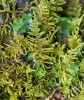 Hrubožebrec tuhý (Palustriella decipiens) je nepříliš hojný mech pramenišť a mokřin přednostně na bazických substrátech, v kotlině však poměrně častý. Foto Š. Koval 