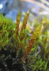 Prameništní mech srpnatka třířadá (Drepanocladus trifarius) představuje glaciální relikt. Ve Velké kotlině byla objevena až v r. 2002 a v současnosti není odjinud z ČR známa. Foto Š. Koval 