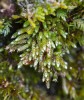Jehnědovka stříbřitá (Plagiobryum zieri), boreálně-montánní mech kyselých substrátů. Recentně byl v Hrubém  Jeseníku nalezen vzácně asi jen na  čtyřech lokalitách. Foto Š. Koval 
