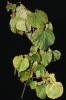 Kříženec lípy velkolisté a srdčité (Tilia ×europaea), vytvářející na několika místech Firbasovy stráně polykormony vzdorující častým lavinám, dosahuje v kot­lině výškového maxima. Současně jde o nový taxon pro Velkou kotlinu (2017). Foto L. Bureš
