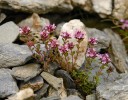 Mateřídouška  ozdobná sudetská  (Thymus pulcherrimus subsp. sudeticus)  se ve Velké kotlině  v Jeseníkách vyskytuje především  na vápnitých skalách, ale roste i na bývalých pastvinách  na hluboké půdě,  stejně jako na holé  štěrkové suti.  Foto L. Bureš