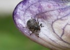 Nosatec Ranunculiphilus pseudin­clemens (Curculionidae). Drobný zavalitý druh vázaný na stračku vyvýšenou. U nás se vyskytuje pouze ve Velké  kotlině. Foto V. Křivan