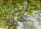 Endemit Jeseníků bahnomilka  Dactylolabis subdilatata (Limoniidae), popsaná na základě jedinců z Velké  kotliny. Na obr. samec. Foto L. Havel