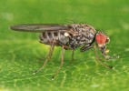 Octomilka Drosophila nigrosparsa (Drosophilidae), typický horský druh, v České republice ohrožený.  Samec s charakteristicky utvářeným  prvním článkem zadních chodidel.  Foto J. Roháček