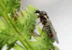 Kalužnatka Thaumalea bezzii  (Thaumaleidae). Její larvy se vyvíjejí  v prameništích Velké kotliny.  Foto J. Ševčík