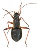 Klopuška jesenická (Pithanus hrabei, Miridae) se ve střední Evropě  vyskytuje velmi vzácně nad horní  hranicí lesa v Hrubém Jeseníku a v německém pohoří Harz. Velká kotlina je typovou lokalitou tohoto druhu. Foto I. Malenovský