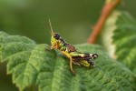 Saranče horská (Acrididae)  žije na vlhkých horských  loukách, v okolí pramenišť a vodotečí, u nás pouze v Hrubém Jeseníku  a v jižních Čechách. Foto P. Kočárek
