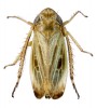 Křísek horský (Verdanus penthopitta, Cicadellidae) obývá subalpínské  louky v početných populacích.  Foto I. Malenovský