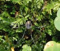 Sekáč titánský (Gyas titanus) je naším největším zástupcem sekáčů (Opiliones). Foto O. Machač