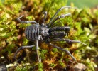 Klepítník členěný (Ischyropsalis  hellwigi) se vyskytuje vzácně v karu  Velké kotliny. Foto O. Machač