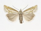 Alpínský travařík Catoptria petrificella (Crambidae) se u nás vyskytuje  jednotlivě, pouze v subalpínském bezlesí  Hrubého Jeseníku. Foto J. Sitek