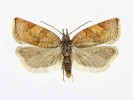 Reliktní euboreální obaleč Spargano­this rubicundana (Tortricidae) patří  ke vzácným a ohroženým druhům.  Ve střední Evropě se s ním setkáme jen na několika lokalitách v Hrubém Jeseníku a na Králickém Sněžníku. Foto J. Sitek