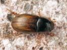 Drobný hnojník Neagolius bilimeckii (Scarabaeidae) vázaný na subalpínské trávníky. V Hrubém Jeseníku žije na několika malých plochách v endemickém poddruhu N. b. bernhaueri. Foto T. Kuras