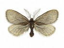 Vakonoš Epichopterix sieboldi (Psychidae) představuje taxonomicky problematický druh. Vyskytuje se ve Velké kotlině jako součást  fauny subalpínských trávníků. Vývoj druhu je víceletý. Housenky si stavějí ochranná  pouzdra (vaky) z kousků suchých listů a stébel trav,  která spřádají  podélně s tělem.  Samci jsou křídlatí  (viz obr.) a dobře létají; samičky jsou brachypterní (krátkokřídlé) a nelétají. V dospělosti již motýli nepřijímají  potravu.  Foto J. Sitek