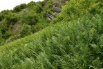 Zcela zapojené, téměř neprostupné, až 150 cm vysoké porosty kapradě samce (Dryopteris filix-mas) na zazemněných sutích ve střední části Vitáskovy rokle. Foto L. Bureš