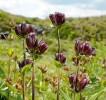 Dosud neznámým „dobrodincem“ v kotlině i na dalších místech pěstovaný alpský hořec purpurový (Gentiana purpu­rea) se kříží s jesenickým hořcem  tečkovaným (G. punctata), který byl  ještě nedávno považován za vyhynulý.  Teď mu hrozí genetická eroze. Foto L. Bureš