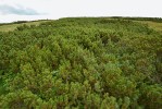 Prostřední ze tří mohutných pruhů staré kleče na jihozápadním konci vrcholové plošiny Vysoké hole. Pruhy stojí kolmo na převládající větry, které odtud mají sfoukávat sníh do Velké kotliny. Foto L. Bureš